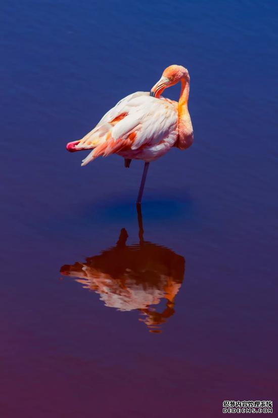 ��������˹Ⱥ���Ļ�����