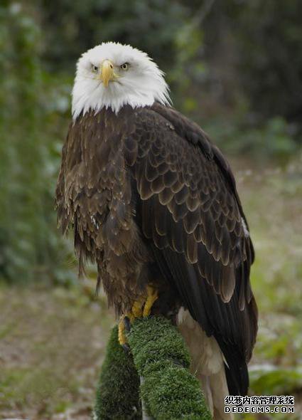 ��ŭ��С�����ʷ