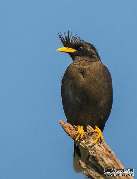 ��ŭ��С�����ʷ