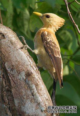 ��ŭ��С�����ʷ