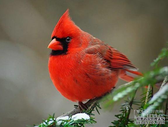 ��ŭ��С�����ʷ